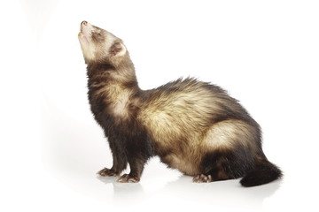 Happy ferret in studio