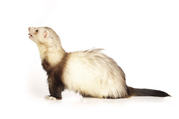 Pretty brown ferret on white background
