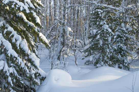 Fototapeta Beautiful landscape of winter in the wood  