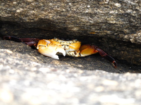 Crab peeking from underneath a Rock