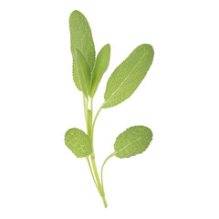 Sage plant on a white background