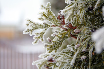 Thuja tree covered ice texture