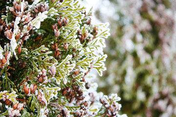 Thuja tree covered ice texture