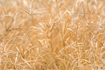 Backlit grass flower field