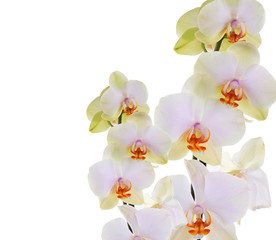 Orchid flowers 