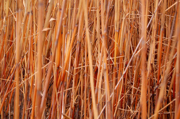 Texture Bamboo