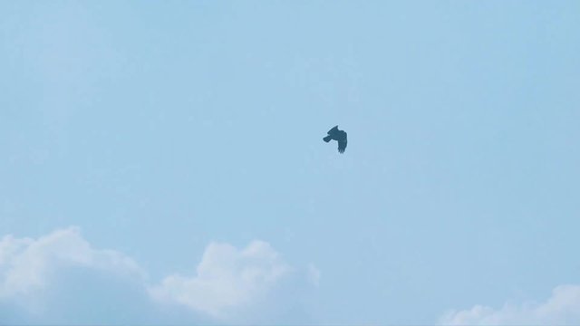 Flying bird in sky time lapse
