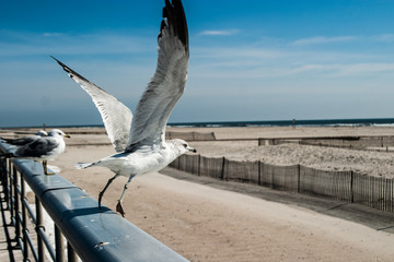 A seagull takes flight