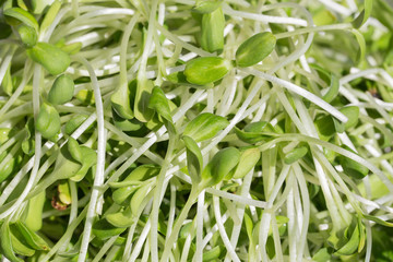 green young sunflower sprouts isolated on white background