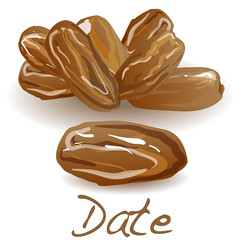 Date fruit dry. Vector illustration