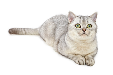Portrait of Light Gray British Shorthair cat lying and looking up on a white background....