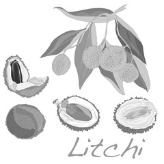 Lychee isolated. Vector.