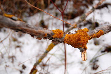 Yellow Moss in the Winter