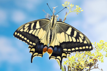 Swallowtail Butterfly