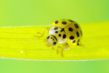 22-spot ladybird, a very tiny, approximately 4mm long, much smaller than the common 7-spot.