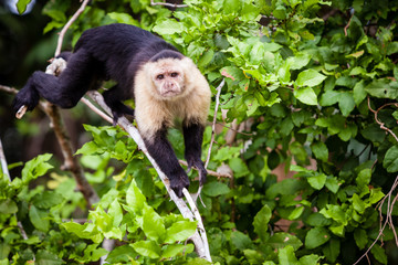 White-headed Capuchin Monkey