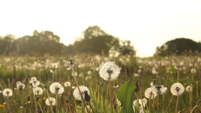Pretty Meadow With White Dandelions Ready To Germinate