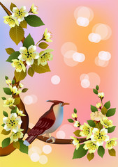 Sakura , bird . postcard .