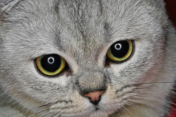 Naklejka na ściany i meble Close-Up of Gray British Shorthair. Sad eyes.