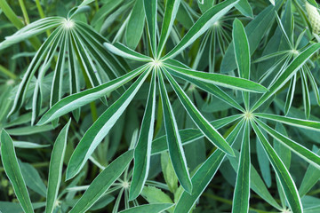 young vegetation
