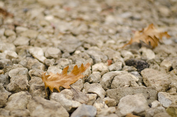 Fototapeta premium Two diagonal autumn leaves