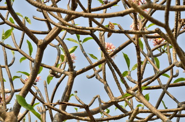 background of plumeria (frangipani) tree in thailand