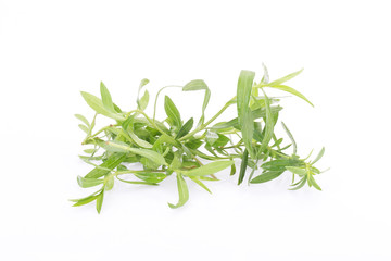 Tarragon herbs close up isolated on white