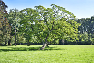 Fototapeta premium Park with green meadow and forest. Green meadow and blue sky. Summer scene.