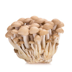 shimeji mushrooms brown varieties on white background