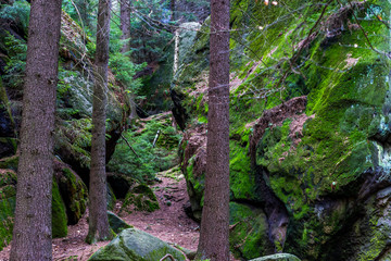 Sandstone rocks covered with moss in a national park in Saxony, Germany (Sudetes mountains)