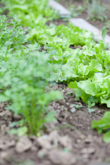 Lettuce in garden bed