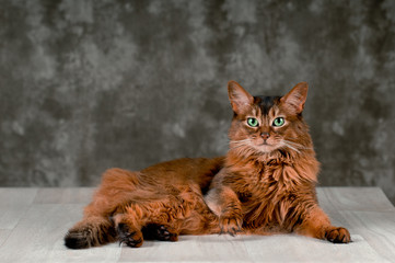 Somali cat portrait