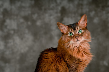 Somali cat portrait
