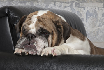 English Bulldog relax in a black leather chair