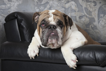 Portrait of English Bulldog in a black leather chair