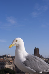 Seagull with background of view from Altare della Patria of the Roman Forum.