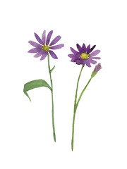 紫色の都忘れの花　水彩イラスト