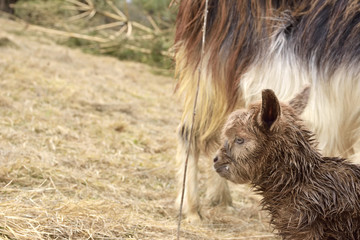 newborn laying goat