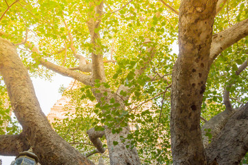 The Bodhi tree with stupa on background, which the Buddha became enlightened located at BodhGaya, India