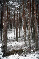 Fototapeta premium Cairngorms, Scottish Highlands