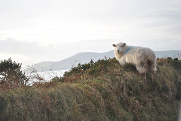 Irland