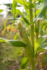 row of ears mature corn