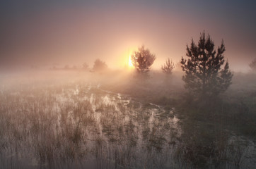 Fototapeta na wymiar foggy sunrise on wild moor
