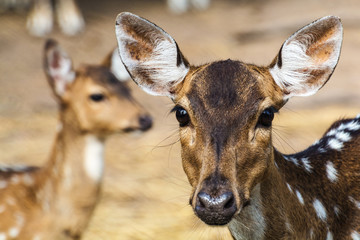 Closeup young deers
