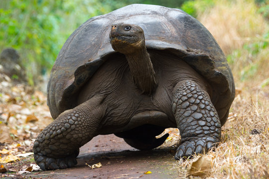 Giant tortoise in El Chato Tortoise Reserve, Galapagos islands (Ecuador) 