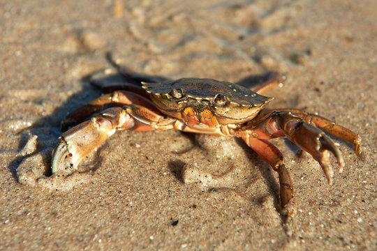 Shore Crab (Carcinus maenas)