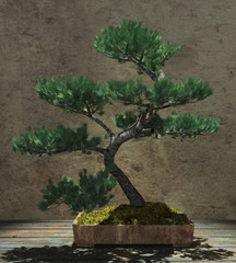 Decorative Bonsai Tree