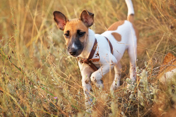 Young smooth fox terrier dog in the field, to spy territory