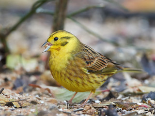 Yellowhammer (Emberiza citrinella)