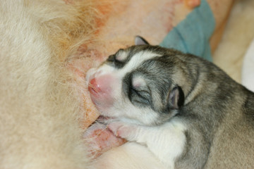 Neu geborener Siberian Husky Welpe